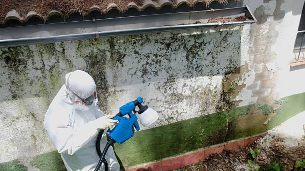 Top rated local Mold Remediation specialists in Howell, MI